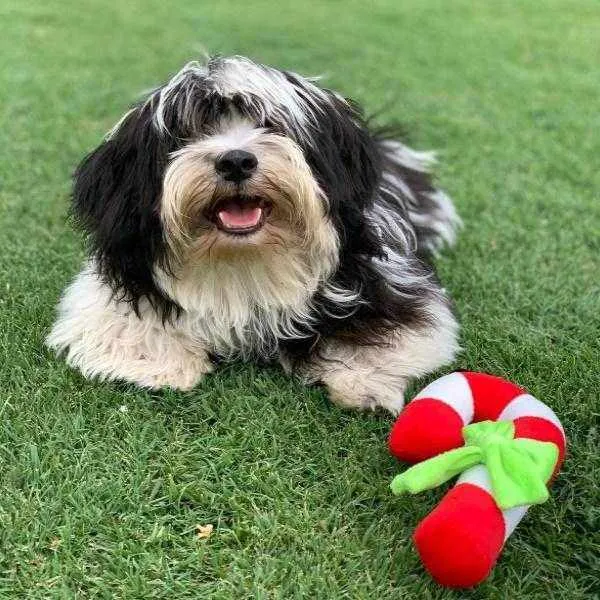 Candy Cane Plush Dog Toy﻿