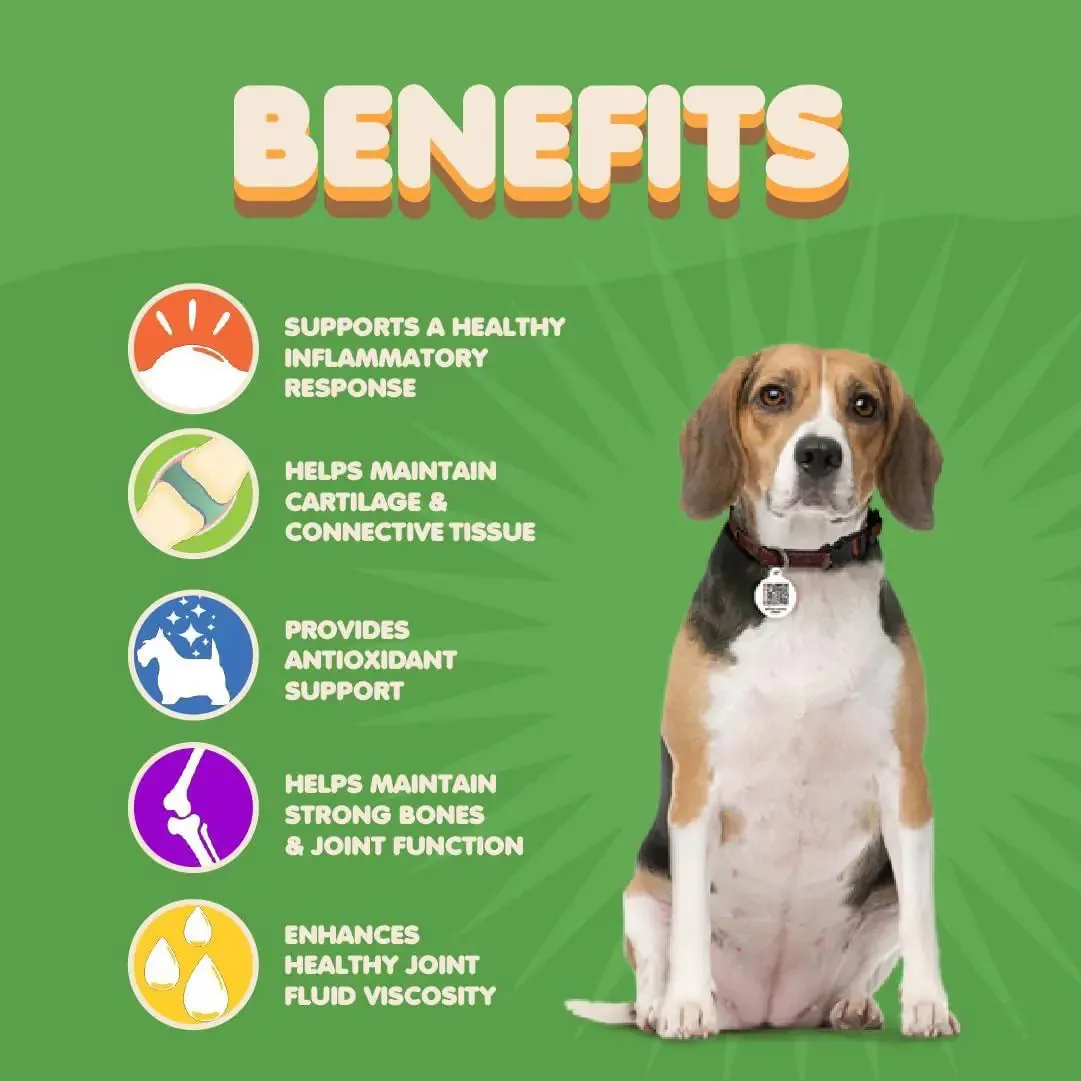 Canine Arthritis Relief with Glucosamine and Turmeric