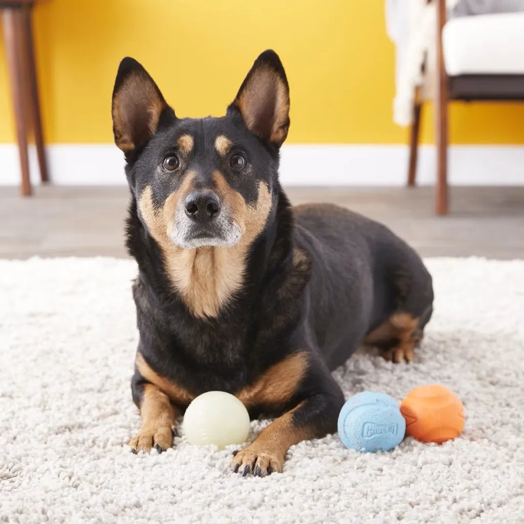 Chuckit! Fetch Medley Variety Triple Pack, Medium