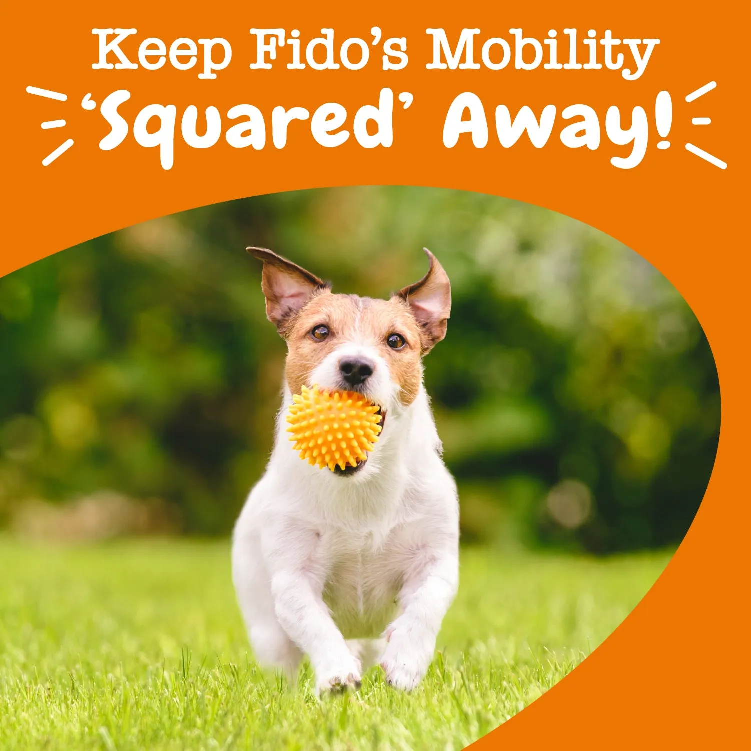Lil' Zesties Mobility Squares™ Chewables for Dogs