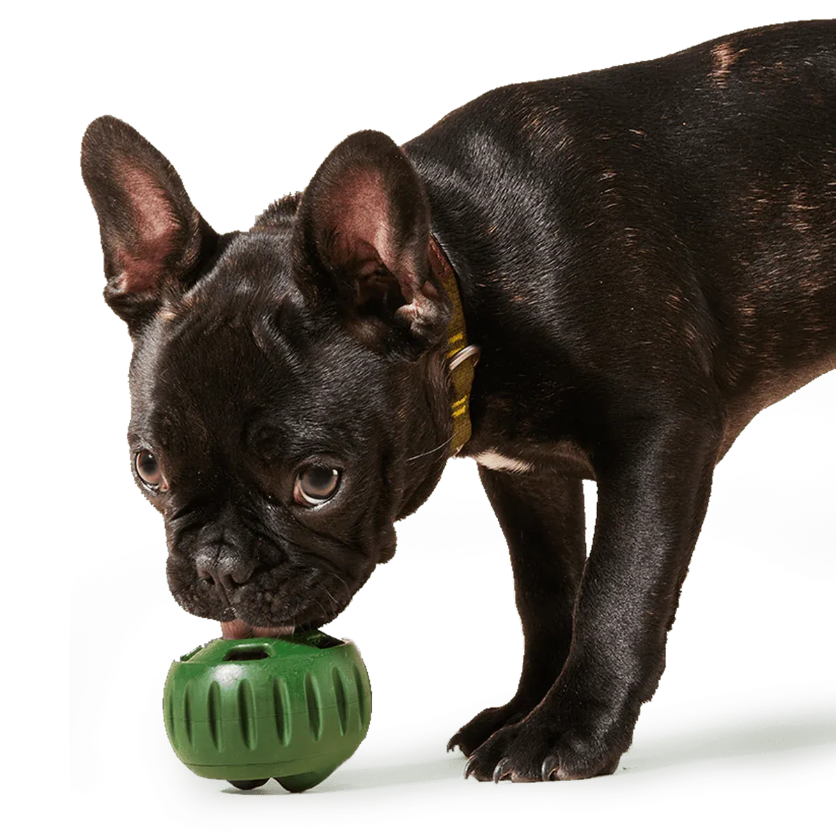Pupsicle Toy Freezable Treat Tray for Dogs