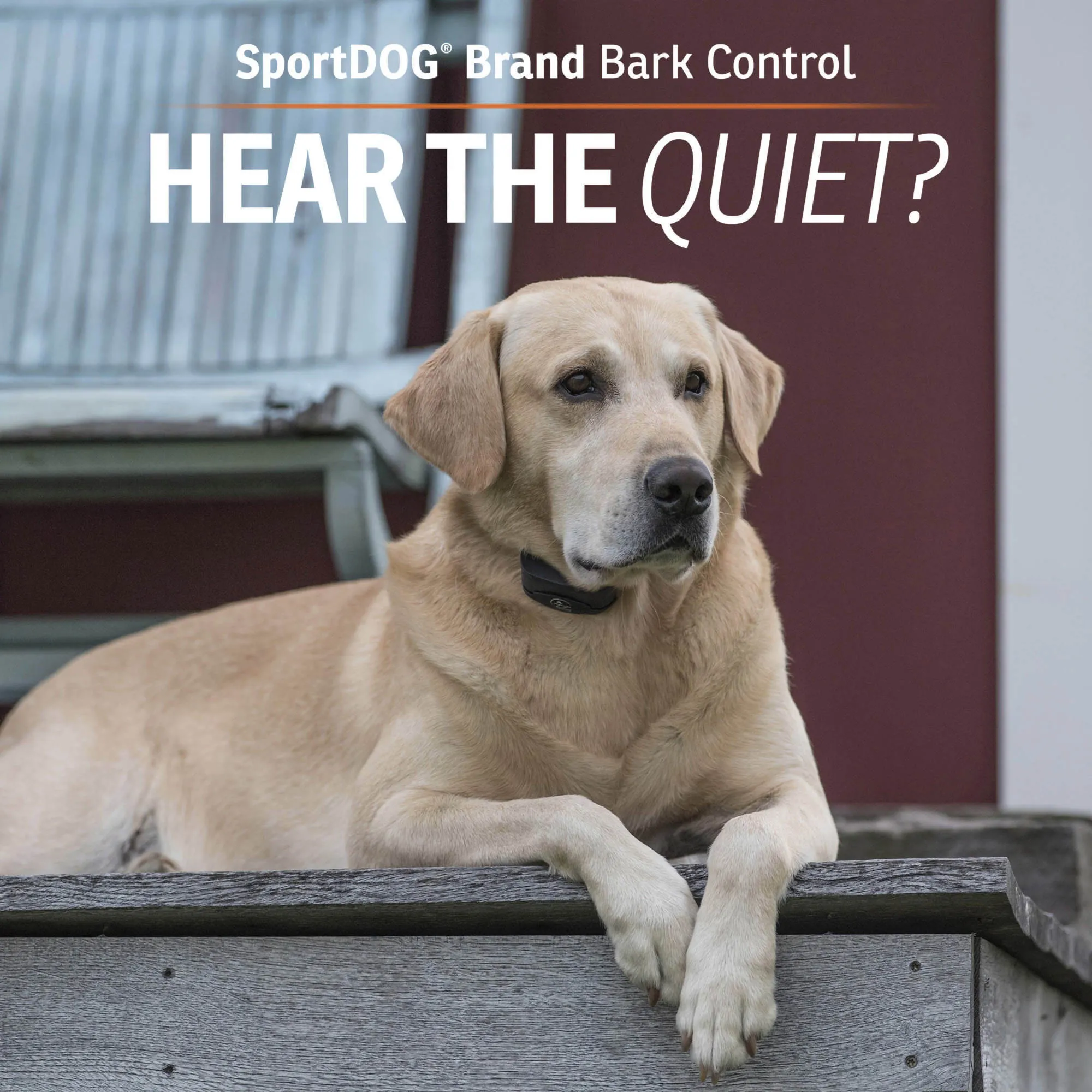 SportDOG Brand NoBark SBC-R Premium Bark Collar