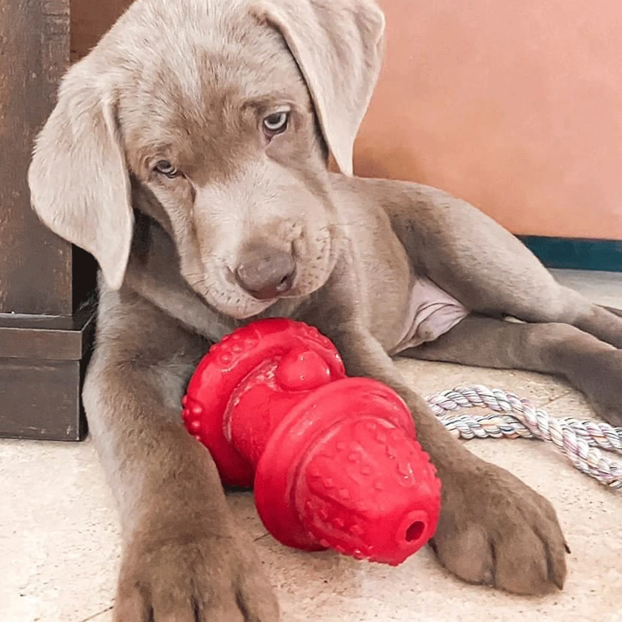 Spunky Pup The Hydrant Dog Toy